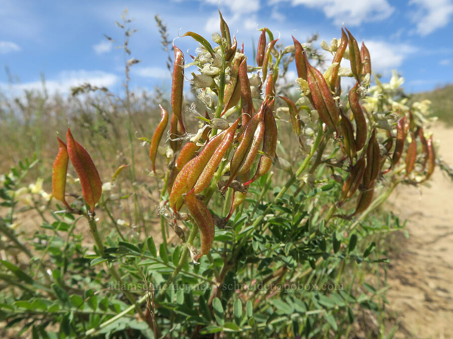 hermit milk-vetch seed pods (Astragalus eremiticus) [Harrison Hollow, Boise, Ada County, Idaho]