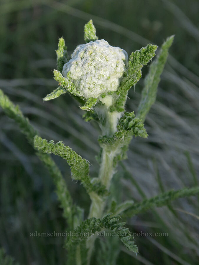yarrow, budding (Achillea millefolium) [Polecat Gulch Reserve, Boise, Ada County, Idaho]