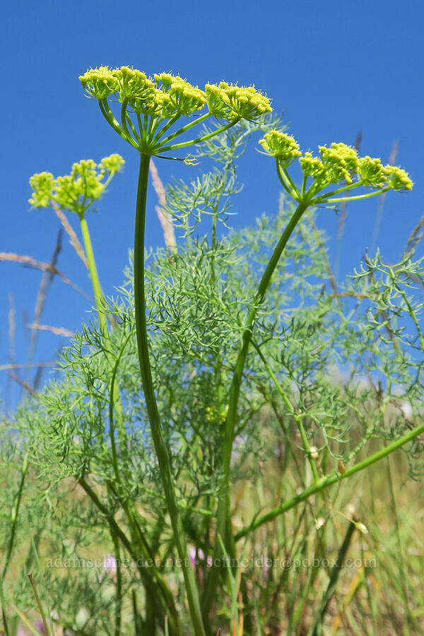 pungent desert parsley (Lomatium papilioniferum (Lomatium grayi)) [Polecat Gulch Reserve, Boise, Ada County, Idaho]