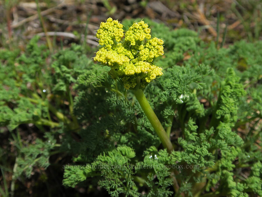 pungent desert parsley (Lomatium papilioniferum (Lomatium grayi)) [Old Emigrant Hill Scenic Frontage Road, Umatilla County, Oregon]