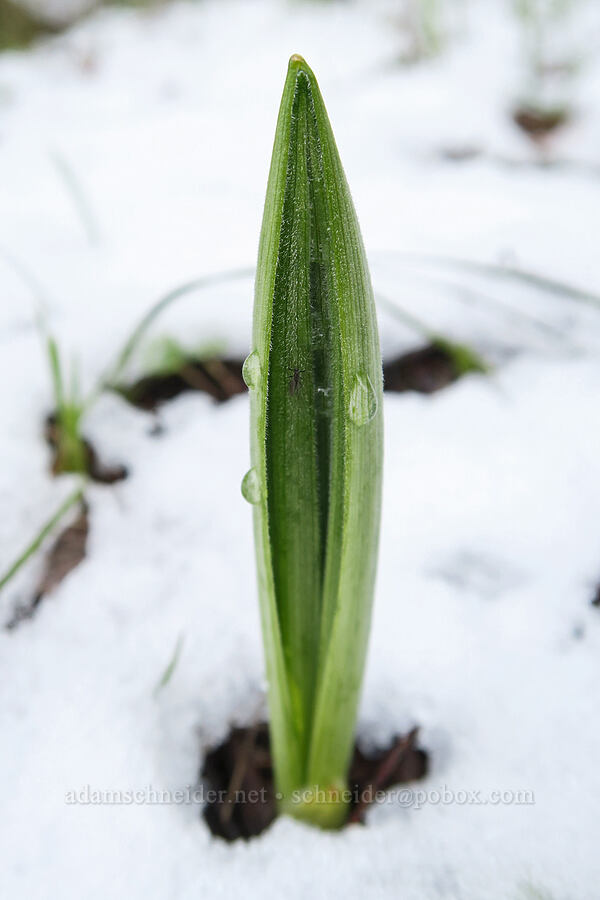 corn-lily shoot & snow (Veratrum californicum) [Emigrant Springs State Heritage Area, Umatilla County, Oregon]