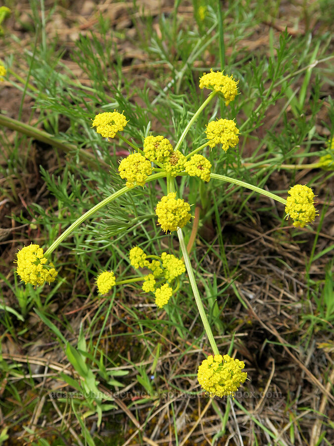 slender-fruited desert parsley (Lomatium leptocarpum (Lomatium bicolor var. leptocarpum)) [Isqúulktpe Creek Viewpoint, Umatilla County, Oregon]