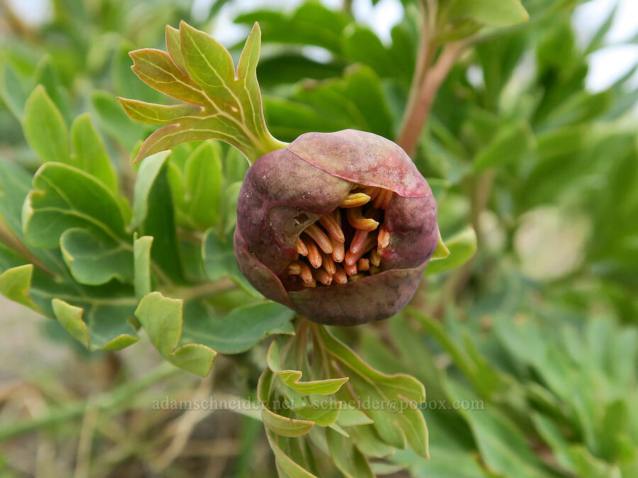 Brown's peony (Paeonia brownii) [Isqúulktpe Creek Viewpoint, Umatilla County, Oregon]