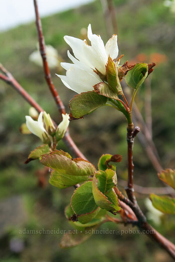 serviceberry flowers (Amelanchier alnifolia) [Isqúulktpe Creek Viewpoint, Umatilla County, Oregon]