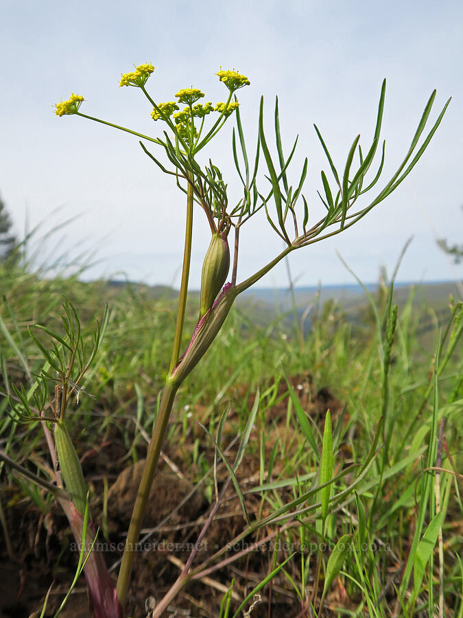 swale desert parsley (Lomatium ambiguum) [Isqúulktpe Creek Viewpoint, Umatilla County, Oregon]
