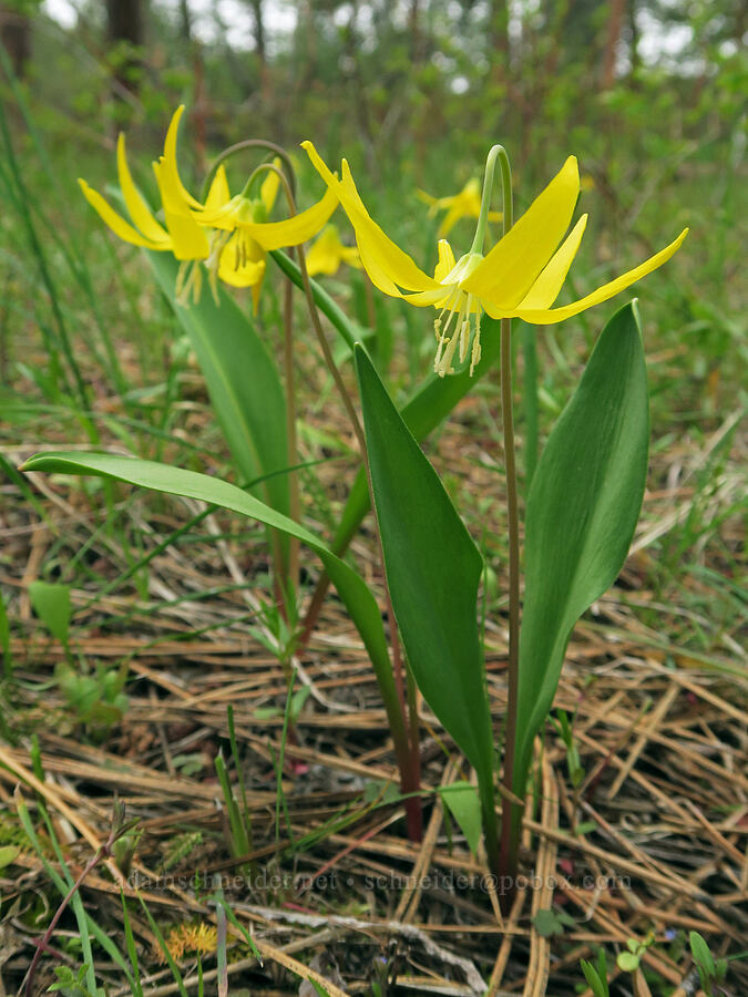 glacier lilies (Erythronium grandiflorum) [Isqúulktpe Creek Viewpoint, Umatilla County, Oregon]