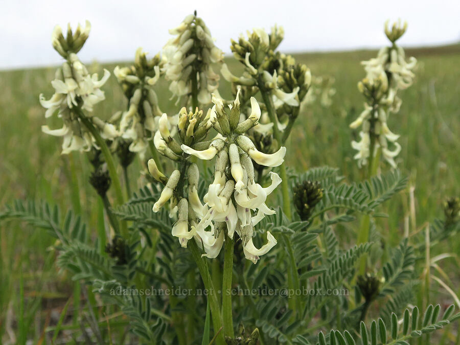 Blue Mountain milk-vetch (Astragalus reventus) [Cabbage Hill Westbound Viewpoint, Umatilla County, Oregon]