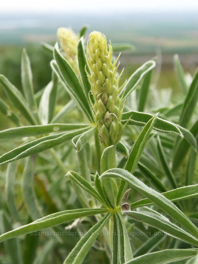 sulphur lupine, budding (Lupinus sulphureus ssp. sulphureus) [Cabbage Hill Westbound Viewpoint, Umatilla County, Oregon]