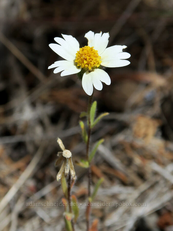 white tidy-tips (Layia glandulosa) [Lake Simtustus Trail, Jefferson County, Oregon]