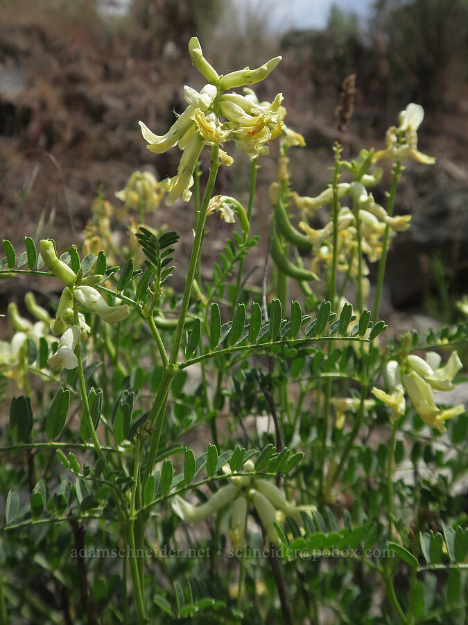 curve-pod milk-vetch (Astragalus curvicarpus var. brachycodon) [Trout Creek Trail, Jefferson County, Oregon]