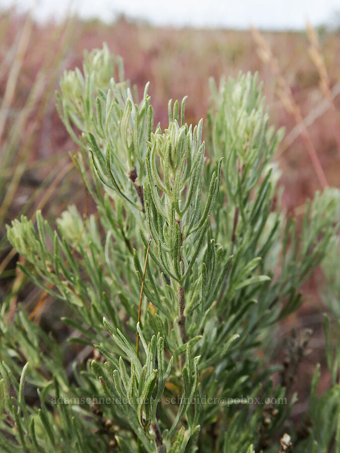 scabland sagebrush leaves (Artemisia rigida) [Quaale Road, Jefferson County, Oregon]