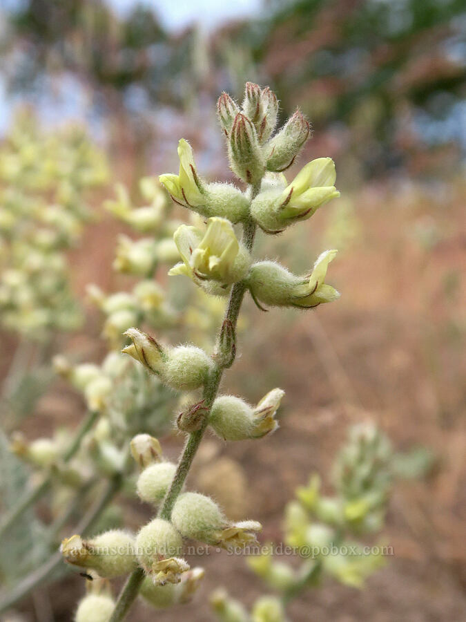 Tygh Valley milk-vetch (Astragalus tyghensis) [White River Crossing Road, Wasco County, Oregon]