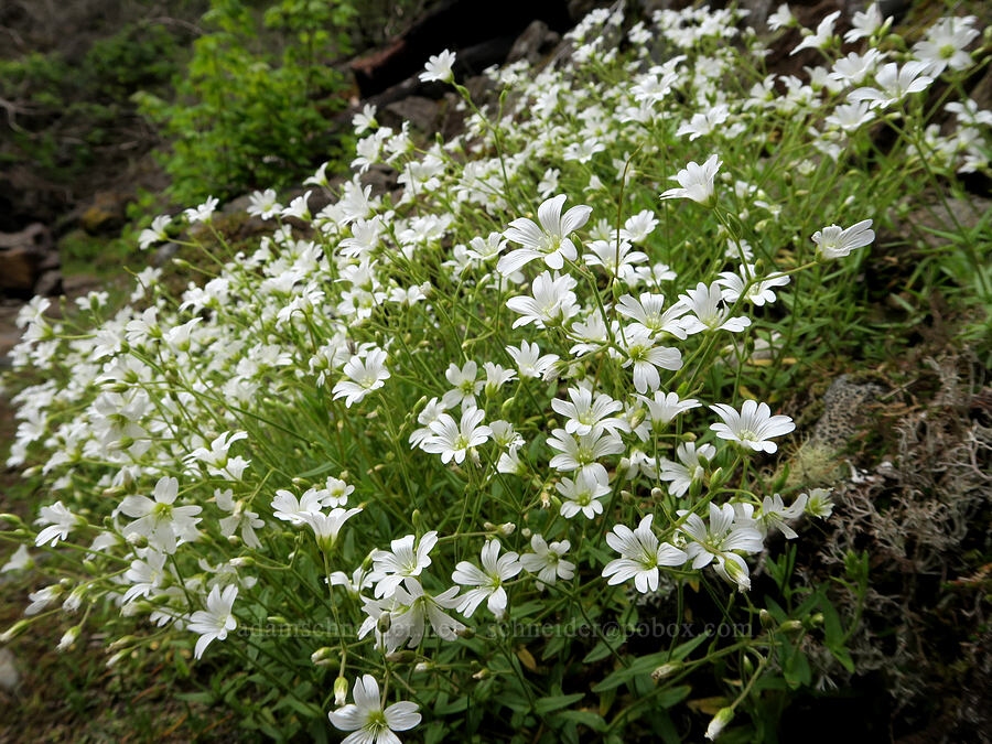 chickweed (Cerastium arvense) [Eagle Creek Trail, Columbia River Gorge, Hood River County, Oregon]