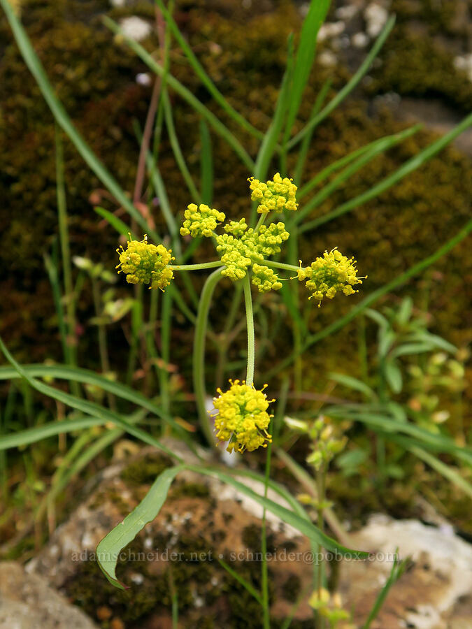 nine-leaf desert parsley (Lomatium triternatum) [Eagle-Benson Trail, Columbia River Gorge, Hood River County, Oregon]