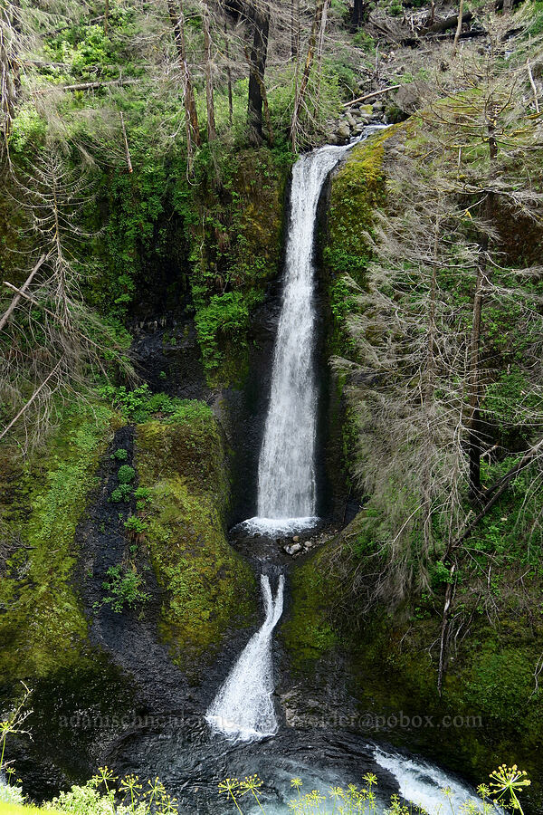 Loowit Falls [Eagle Creek Trail, Columbia River Gorge, Hood River County, Oregon]