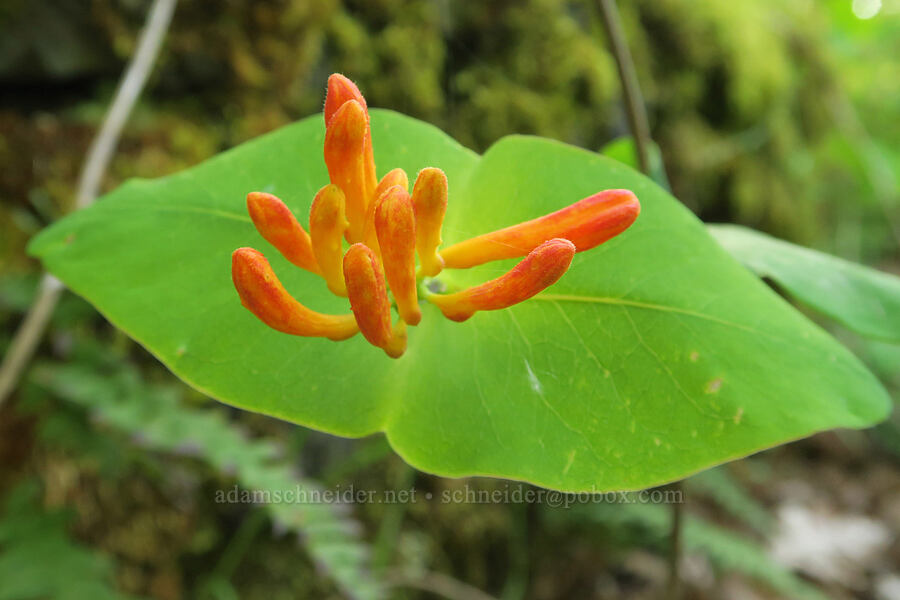 orange honeysuckle, budding (Lonicera ciliosa) [Eagle Creek Overlook, Columbia River Gorge, Multnomah County, Oregon]