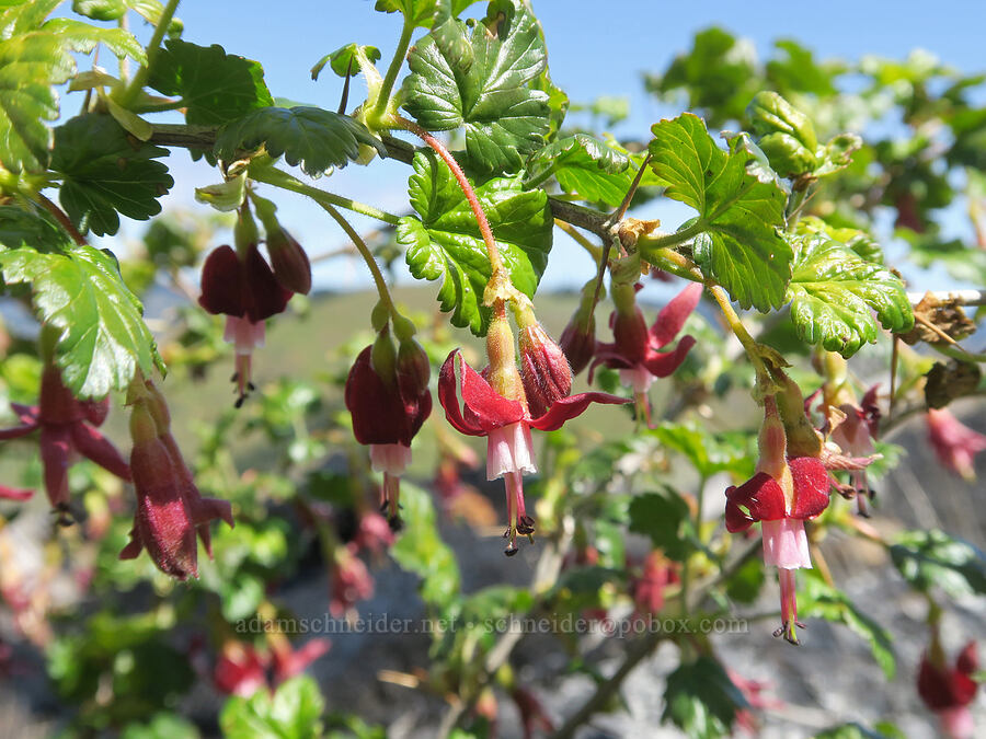 gummy gooseberry (Ribes lobbii (Grossularia lobbii)) [Hood River Mountain Trail, Hood River County, Oregon]