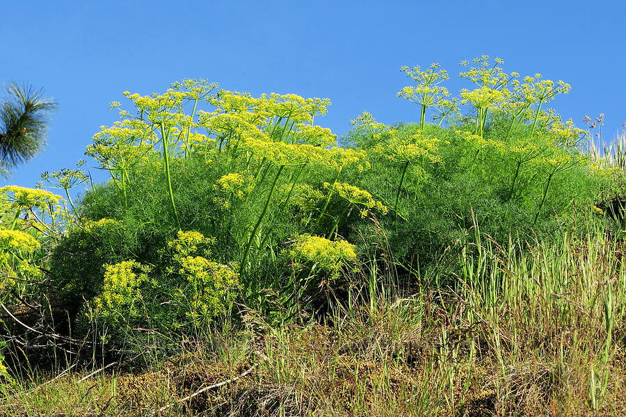 Klickitat desert parsley (Lomatium klickitatense (Lomatium grayi)) [Rock Creek Park, Mosier, Wasco County, Oregon]