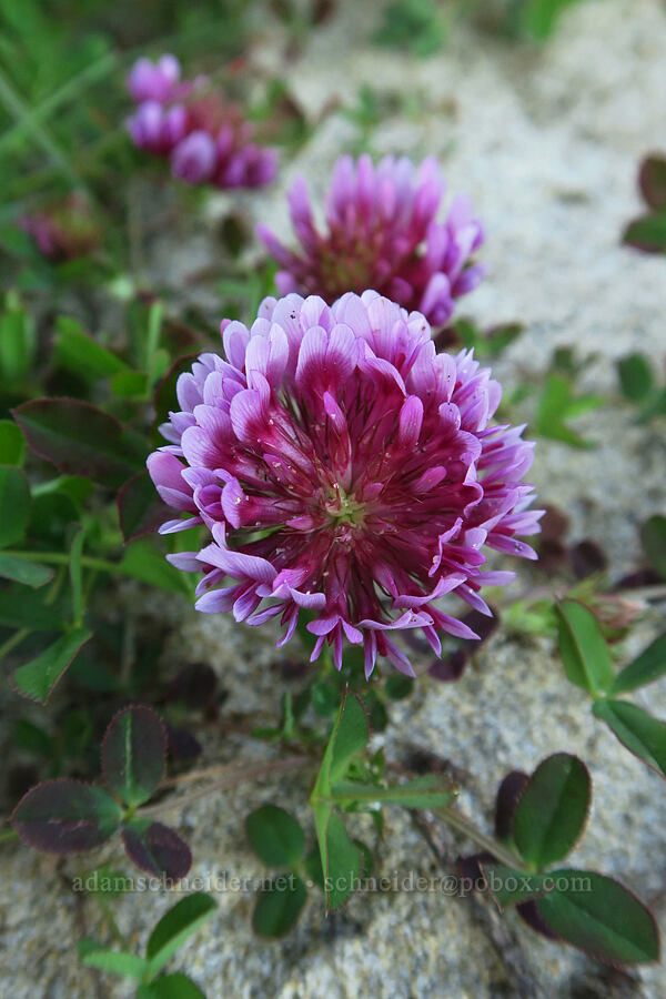 spring-bank clover (Trifolium wormskioldii) [Seal Rock State Recreation Site, Lincoln County, Oregon]