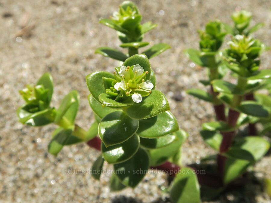 seaside sand plant (Honckenya peploides (Arenaria peploides)) [Taft, Lincoln City, Lincoln County, Oregon]