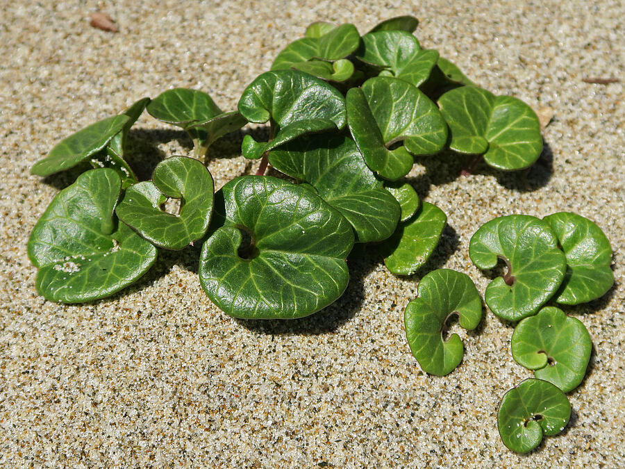 coast morning-glory leaves (Calystegia soldanella (Convolvulus soldanella)) [Taft, Lincoln City, Lincoln County, Oregon]