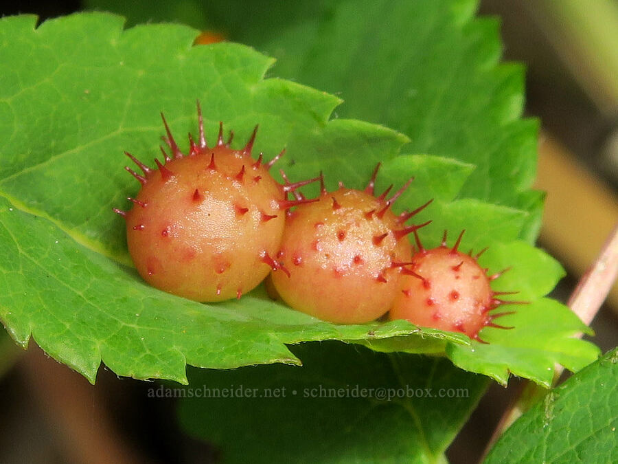 spiny leaf galls on a wild rose (Diplolepis polita, Rosa sp.) [Cape Foulweather, Lincoln County, Oregon]