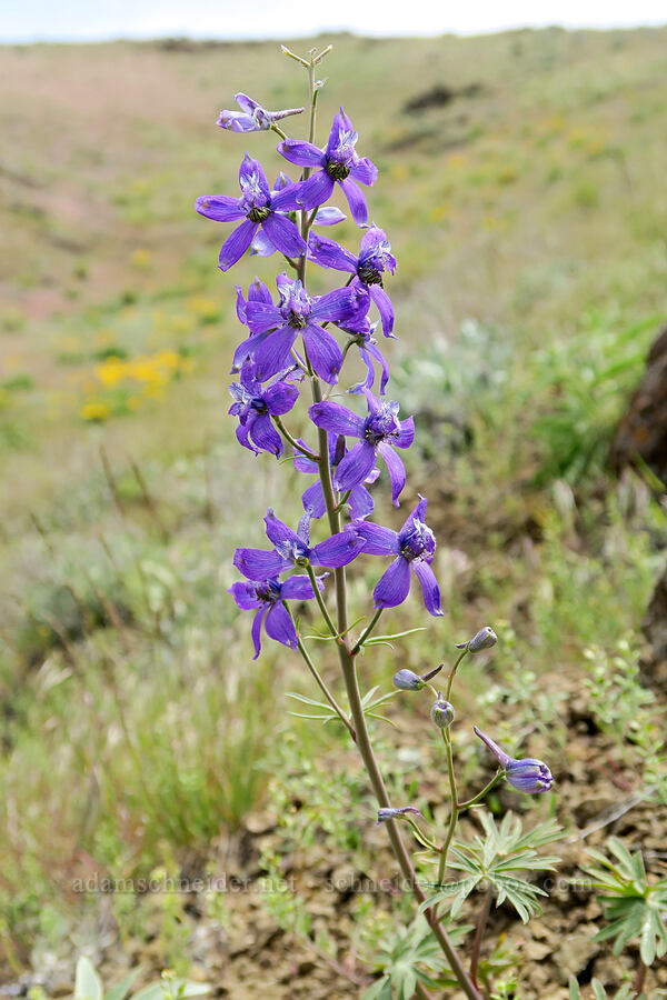 desert larkspur (Delphinium andersonii (Delphinium scaposum var. andersonii)) [Olds Ferry Road, Washington County, Idaho]