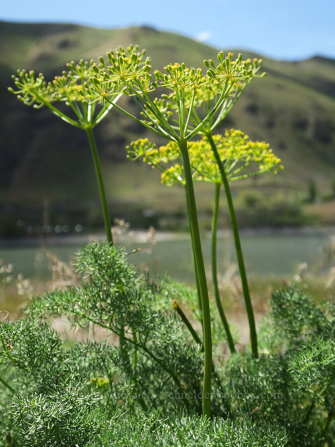 pungent desert parsley (Lomatium papilioniferum (Lomatium grayi)) [Olds Ferry Road, Washington County, Idaho]