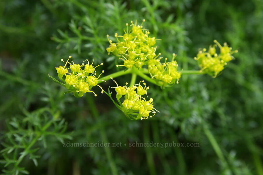 spring-parsley (Cymopterus terebinthinus (Pteryxia terebinthina)) [Olds Ferry Road, Washington County, Idaho]