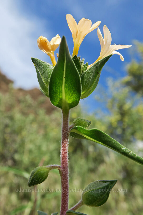 grand collomia (Collomia grandiflora) [Olds Ferry Road, Washington County, Idaho]