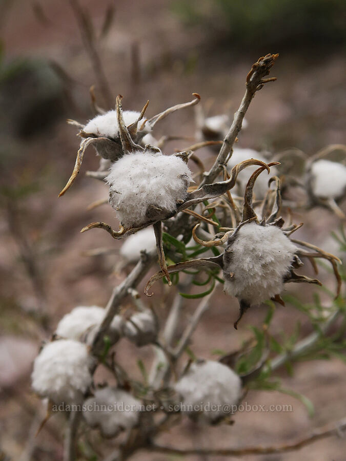 cottony midge gall on rabbit-brush (Rhopalomyia sp., Ericameria nauseosa (Chrysothamnus nauseosus)) [Owyhee Dam, Malheur County, Oregon]