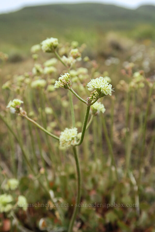 strict/proliferous buckwheat (Eriogonum strictum var. proliferum) [State Highway 78, Malheur County, Oregon]