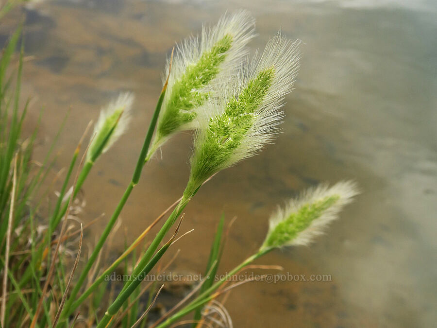 rabbit's-foot grass (Polypogon monspeliensis) [Mickey Hot Springs, Harney County, Oregon]