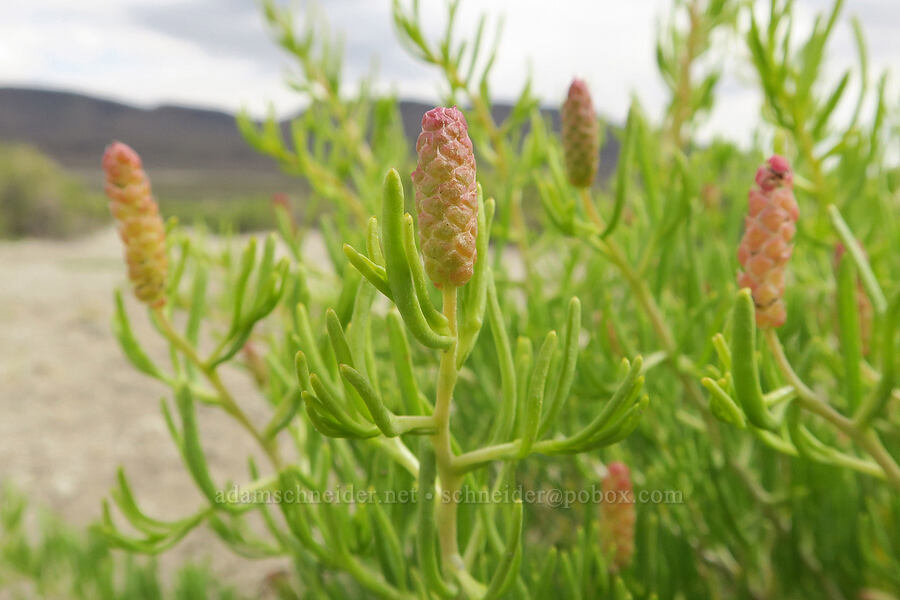 greasewood flowers (Sarcobatus vermiculatus) [Mickey Hot Springs, Harney County, Oregon]