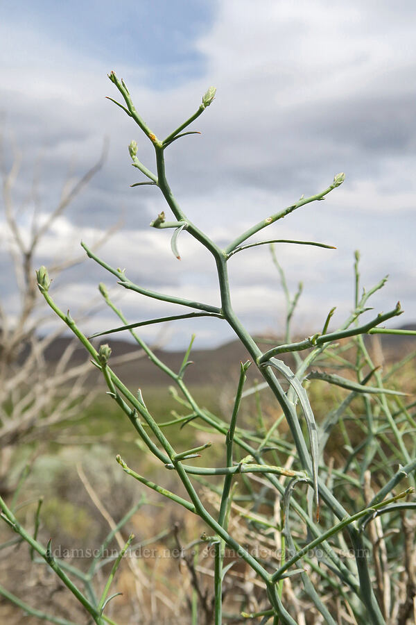 thorny skeleton-weed (Pleiacanthus spinosus (Stephanomeria spinosa)) [Mickey Hot Springs, Harney County, Oregon]