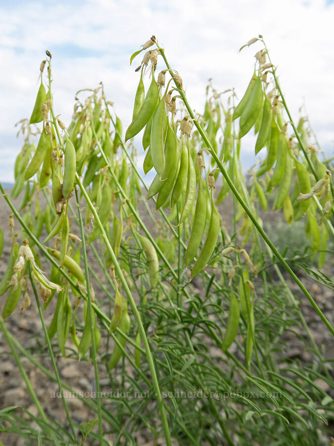 thread-stalk milk-vetch pods (Astragalus filipes) [Fields-Folly Farm Road, Harney County, Oregon]