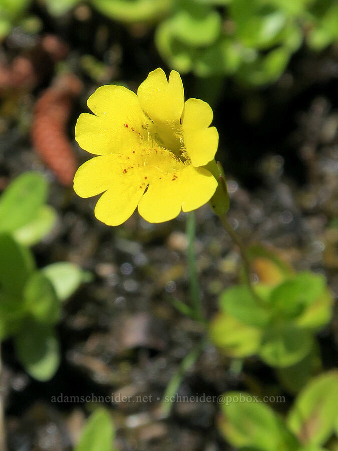 primrose monkeyflower (Erythranthe primuloides (Mimulus primuloides)) [Willard Spring, Conboy Lake N.W.R., Klickitat County, Washington]