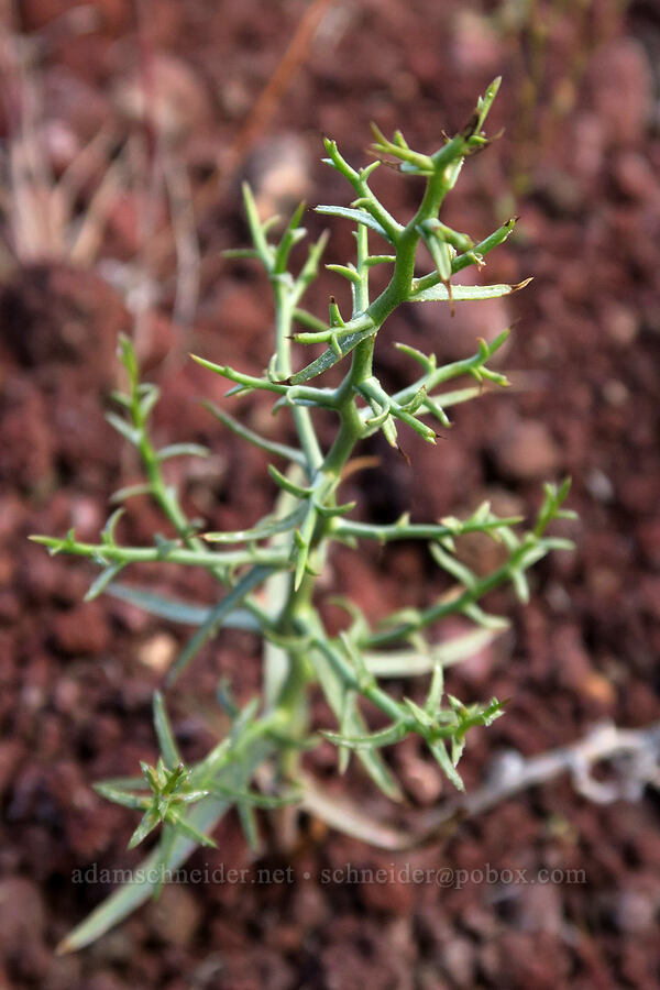 thorny skeleton-weed (Pleiacanthus spinosus (Stephanomeria spinosa)) [Diamond Craters, Harney County, Oregon]