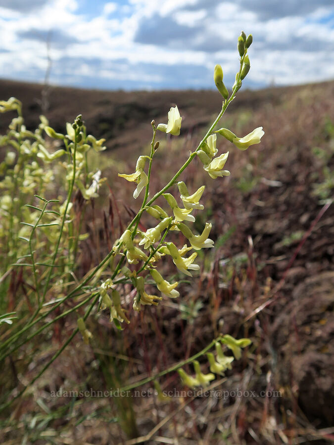 thread-stalk milk-vetch (Astragalus filipes) [Diamond Craters, Harney County, Oregon]
