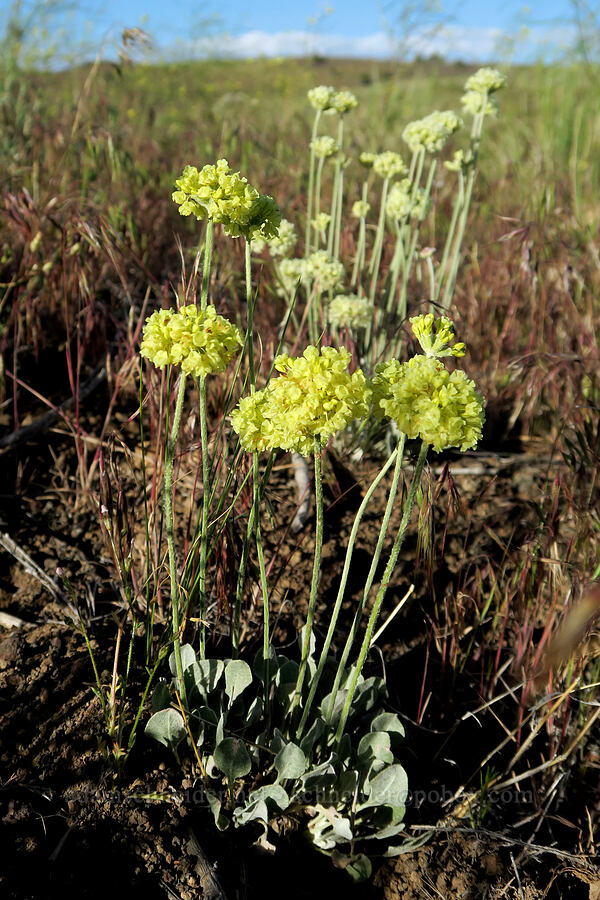 strict buckwheat (Eriogonum strictum) [Diamond Craters, Harney County, Oregon]