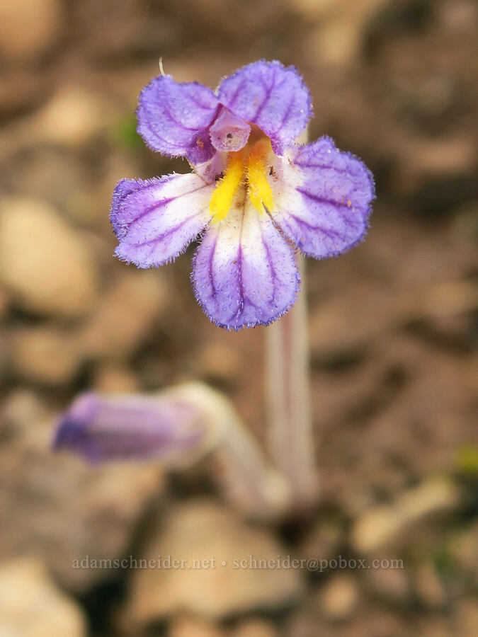 naked broomrape (Aphyllon purpureum (Orobanche uniflora)) [Little Summit Prairie, Ochoco National Forest, Crook County, Oregon]