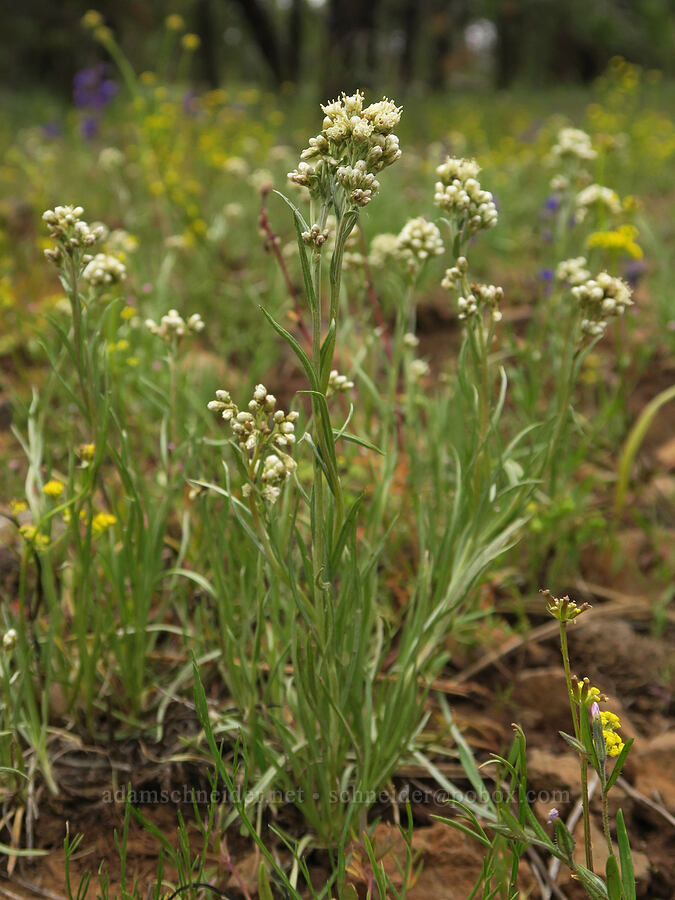 wood-rush pussy-toes (Antennaria luzuloides) [Little Summit Prairie, Ochoco National Forest, Crook County, Oregon]