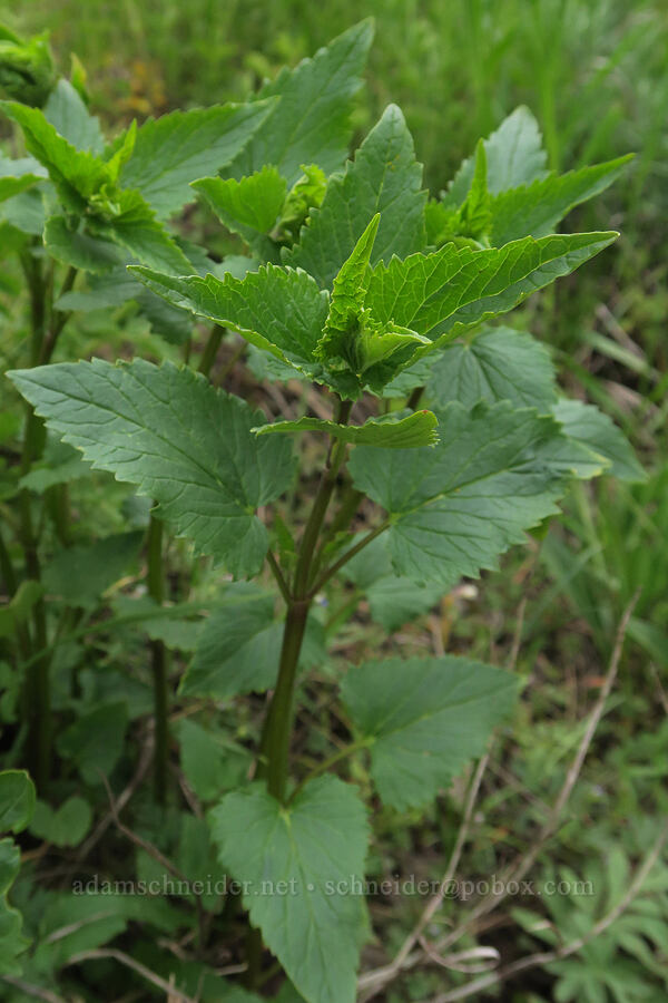 nettle-leaf horse-mint leaves (Agastache urticifolia) [Little Summit Prairie, Ochoco National Forest, Crook County, Oregon]
