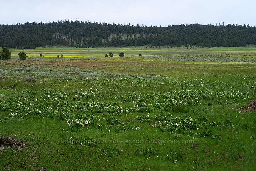 white mule's ears & Little Summit Prairie (Wyethia helianthoides) [Little Summit Prairie, Ochoco National Forest, Crook County, Oregon]