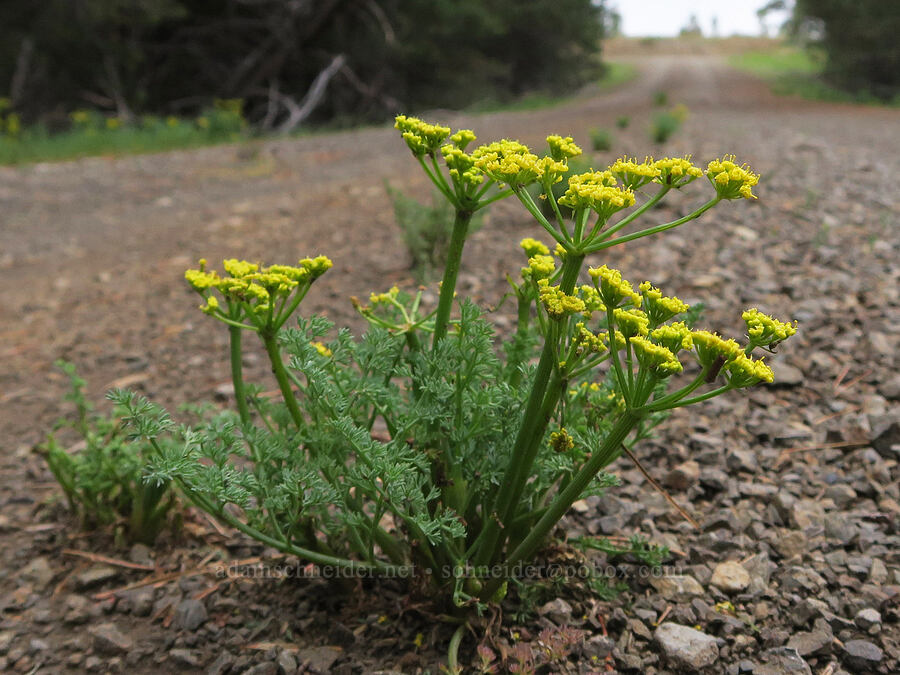 pungent desert parsley (Lomatium papilioniferum (Lomatium grayi)) [Forest Road 4272, Ochoco National Forest, Crook County, Oregon]