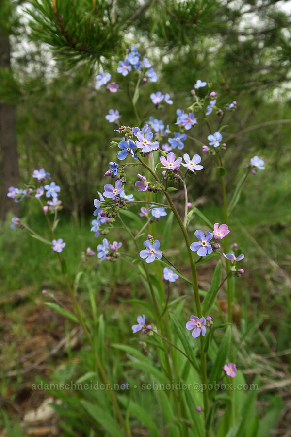 blue stickseed (Hackelia micrantha (Hackelia jessicae)) [Summit Prairie, Malheur National Forest, Grant County, Oregon]
