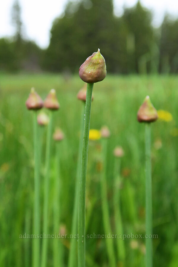 swamp onion, budding (Allium validum) [Summit Prairie, Malheur National Forest, Grant County, Oregon]