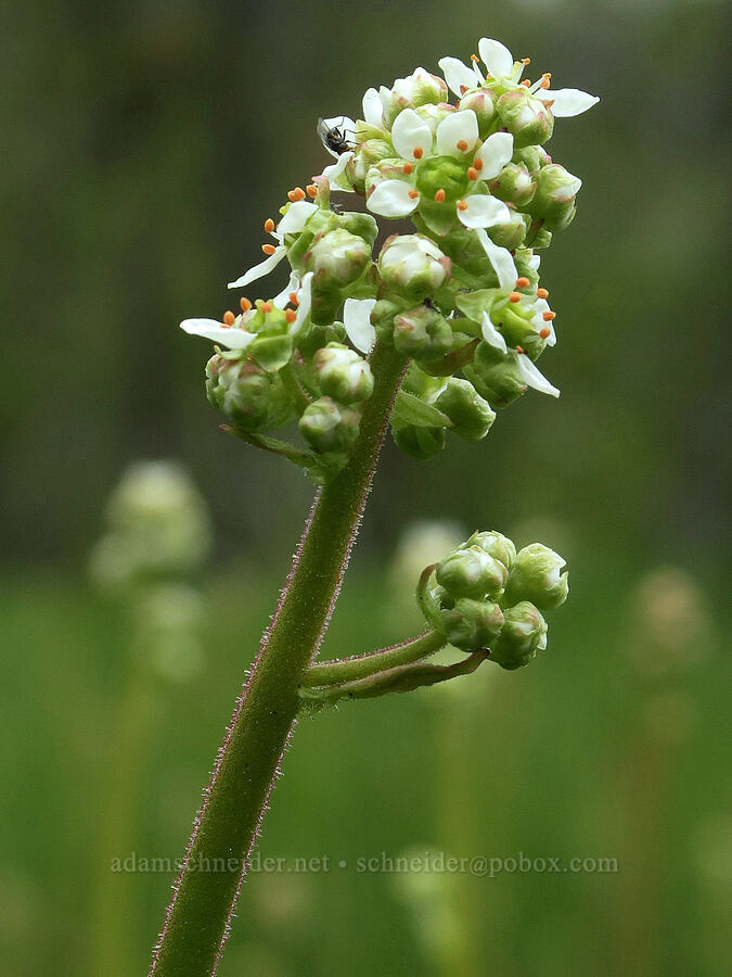 Oregon saxifrage (Micranthes oregana (Saxifraga oregana)) [Forest Road 16, Malheur National Forest, Grant County, Oregon]