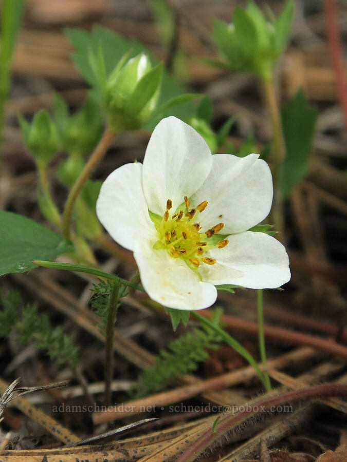 wild strawberry (Fragaria virginiana) [Forest Road 16, Malheur National Forest, Grant County, Oregon]