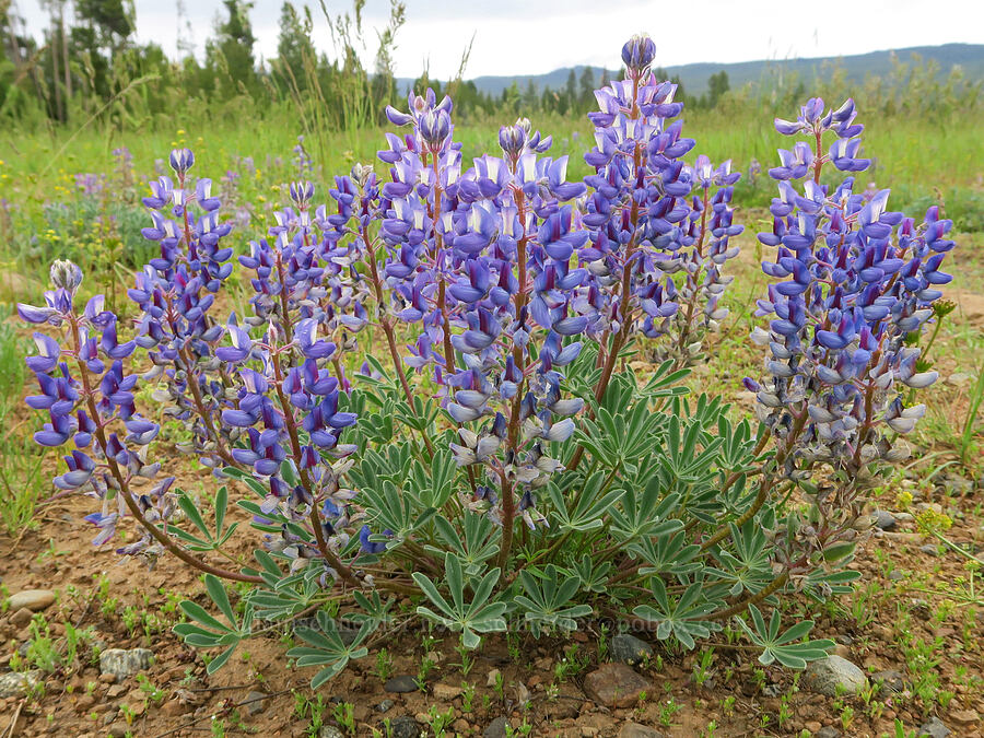 rock lupine (Lupinus saxosus (Lupinus polyphyllus var. saxosus)) [Logan Valley, Malheur National Forest, Grant County, Oregon]